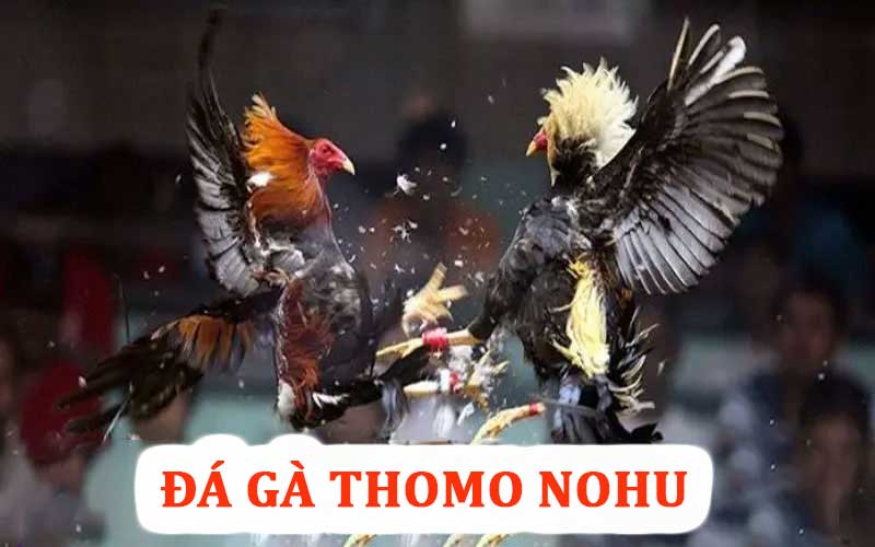 Đá gà thomo nohu